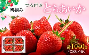 つる付き とちあいか 4パック（1月中旬～1月下旬発送） いちご 果物 フルーツ 苺 イチゴ くだもの 朝取り 新鮮 美味しい 甘い