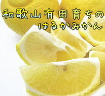 AB7123_【人気柑橘】有田育ちの はるか みかん 【訳あり 家庭用】 4.5kg (サイズ混合)