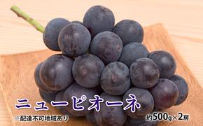 ぶどう 2025年 先行予約 ニュー ピオーネ 約500g×2房 種無し ブドウ 葡萄  岡山県産 国産 フルーツ 果物 ギフト