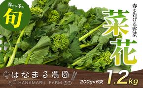 冬から春が旬の「菜花(菜の花)」1.2kg 地域のお礼の品 カタログ 