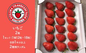 いちご　種類おまかせ　2箱　1セット（1箱12粒～18粒）合計1キロ以上