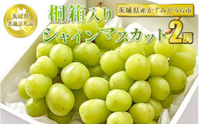 桐箱入りシャインマスカット 2房【茨城県共通返礼品 かすみがうら市産】 ※2024年8月～2025年1月下旬頃に順次発送予定