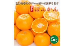 先行予約 訳あり 減農薬 ポンカン 5kg 愛南フルーツ サイズミックス サイズ混合 不揃い 柑橘 蜜柑 愛媛 みかん 果物 フルーツ 産地 産直 発送期間: 2025年1月中旬～2月中旬