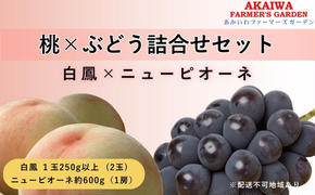 桃 ぶどう 詰合せ 2025年 先行予約 白桃 白鳳 2玉（1玉250g以上） ニュー ピオーネ 1房 約600g 岡山県 赤磐市産 フルーツ 果物 あかいわファーマーズガーデン