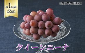 【2025年先行予約】 ぶどう 岡山県産 クイーンニーナ 1kg箱（2房） 《2025年8月下旬-9月下旬頃出荷》 葡萄 ブドウ 岡山県産 フルーツ 果物 スイーツ 数量限定 期間限定 岡山 里庄町 ブドウ ぶどう 葡萄