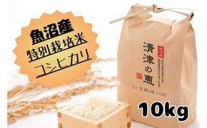 【令和6年産】魚沼産特別栽培米コシヒカリ［清津の恵］精米10kg（5kgx2袋）