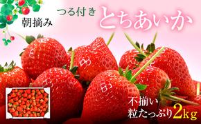 【訳あり】とちあいか不揃い粒 2kg（家庭用、ジャム・冷凍など加工用にもおすすめ） ｜ 果物 いちご 朝取り 新鮮 美味しい ハート 甘い フルーツ デザート ストロベリー ※2026年5月中旬～5月下旬頃に順次発送予定