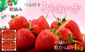 【訳あり】とちあいか不揃い粒 2kg×2箱 計4kg（家庭用、ジャム・冷凍など加工用にもおすすめ） ｜ 果物 いちご 朝取り 新鮮 美味しい ハート 甘い フルーツ デザート ストロベリー ※2026年5月中旬～5月下旬頃に順次発送予定