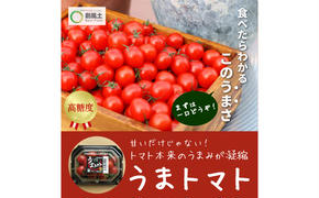 【2025年5月中旬より順次発送】うまトマト 1kg 野菜 甘さ 酸味 糖度８度以上 高糖度 ミニトマト お弁当 サラダ おやつ 濃厚 付け合わせ 緑黄色野菜 赤い野菜 