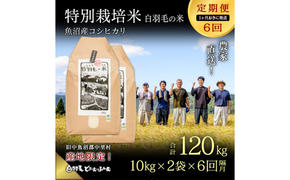 【通年受付】≪令和6年産　≫【定期便／1ヶ月おき全6回】農家直送！魚沼産コシヒカリ特別栽培「白羽毛の米」精米(10kg×2袋)×6回 120kg