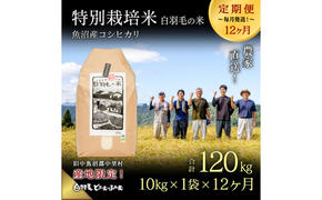 【通年受付】≪令和6年産　≫【定期便／全12回】農家直送！魚沼産コシヒカリ特別栽培「白羽毛の米」精米(10kg×1袋)×12回 120kg