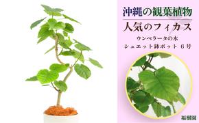 沖縄の観葉植物 人気のフィカス ウンベラータ 6号 シュエット鉢ポット