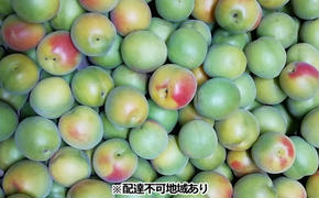 仁科農園産 南高梅 レギュラー 2kg箱 梅 うめ ウメ エキス 梅酒 梅干し 