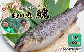 鮮魚 幻の魚 イトウ 1尾 約2kg 魚 川魚 魚介 魚介類 海鮮 お刺身 刺し身 おかず おつまみ つまみ お酒のつまみ 酒のつまみ 幻 魚 青森 青森県 鰺ヶ沢町 ※配送地域限定