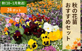 秋 の 花苗 おすすめ セット 24ポット(10月下旬～1月発送)  ガーデニング 園芸 お花 花 フラワー