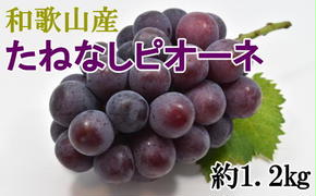 【新鮮・産直】和歌山県産たねなしピオーネ約1.2kg（2房～3房） ※北海道・沖縄・離島への配送不可 ※2025年8月中旬～9月下旬頃に順次発送予定