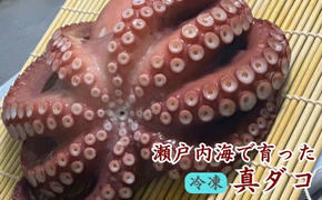 瀬戸内からおくる 冷凍マダコ 約1kg