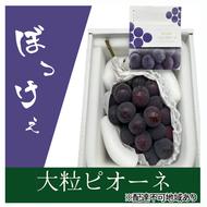 ぶどう 2025年 先行予約 ぼっけえ大粒ニューピオーネ1房(800g以上) 化粧箱入り ブドウ 葡萄 岡山県産 国産 フルーツ 果物 ギフト