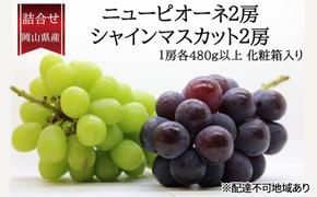 ぶどう 2025年 先行予約 詰合/ニューピオーネ2房(1房480g以上)・シャインマスカット晴王2房(1房480g以上)　化粧箱入り ブドウ 葡萄 岡山県産 国産 フルーツ 果物 ギフト