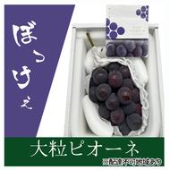 ぶどう 2025年 先行予約 ぼっけえ大粒ニューピオーネ1房(800g以上) 化粧箱入り ブドウ 葡萄 岡山県産 国産 フルーツ 果物 ギフト