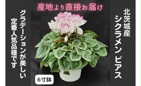 【先行予約】【長谷川園芸】北茨城産 シクラメン ピアス 6寸 ※11月～12月出荷【冬のギフト  フラワーギフト クリスマス 鉢花】(AT009)