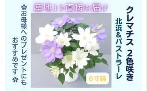 【先行予約】【長谷川園芸】クレマチス６寸２色咲き〔北浜×パストラーレ〕１鉢 【母の日 ギフト プレゼント 贈答 花のある生活】※4月30日～5月6日出荷(AT116)