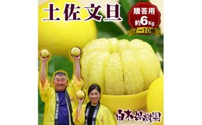 【果樹園直送】土佐文旦約6kg　大玉・特大玉　3L～4L（7～10個）特選品贈答用　果物　柑橘　フルーツ　ぶんたん　ブンタン　分担　高知県土佐市　お取り寄せ 産地直送　おいしい 美味しい　返礼品　白木果樹園