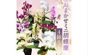 おまかせミニ胡蝶蘭（単鉢・7輪以上）4鉢セット【お花 花 コチョウラン 胡蝶蘭 蘭 贈り物 プレゼント 誕生日 お祝い 誕生日 母の日 父の日 敬老の日 鹿嶋市 茨城県】（KAR-7）