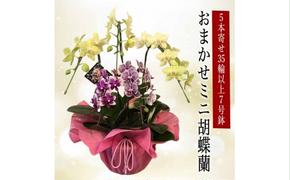 花農家応援企画！！おまかせミニ胡蝶蘭（5本寄せ）【お花 花 コチョウラン 胡蝶蘭 蘭 ラッピング 贈り物 プレゼント 誕生日 お祝い 誕生日 母の日 父の日 敬老の日 鹿嶋市 茨城県】（KAR-11）