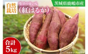 【先行予約】【10月中旬～11月末までの発送品！】【自然栽培】紅はるか 生さつまいも(5kg)  【サツマイモ 芋 おいしい べにはるか 農薬 不使用 新鮮 オーガニック 】（KAG-34）