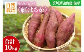 【先行予約】【10月中旬～11月末までの発送品！】【自然栽培】紅はるか 生さつまいも(10kg) 【サツマイモ 芋 おいしい べにはるか 農薬 不使用 新鮮 オーガニック 】（KAG-35 ）