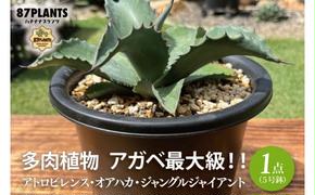 多肉植物 アガベ最大級！！ アトロビレンス・オアハカ・ジャングルジャイアント 【観葉植物 グリーン アガベ 20000円以下  インテリア お庭 ガーデン ナチュラル】（KCP-7）