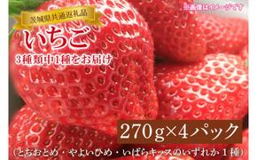 【先行予約】【1月中旬～3月中旬発送】【茨城県共通返礼品】いちご（とちおとめ・やよいひめ・いばらキッスのいずれか1種）270ｇ×4パック（KCM-11）