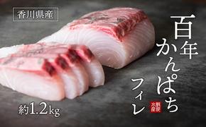 「百年かんぱち」フィレ 約1.2kg ※2025年9月～発送