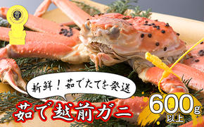 【年明け出荷】茹で越前ガニ【期間限定】食通もうなる本場の味をぜひ、ご堪能ください。約600g以上×1杯 越前がに 越前かに 越前カニ ずわいがに ズワイガニ 蟹 かに カニ ボイルガニ