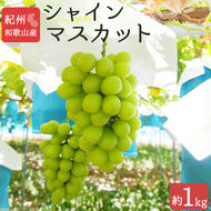 紀州和歌山産シャインマスカット 約1kg◇ ※離島への配送不可 ※2025年8月下旬頃～9月上旬頃に順次発送予定