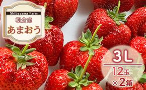 いちご 朝倉市産 あまおう 3L 12玉×2箱 イチゴ 苺 果物 デザート ＜Shibayama Farm＞ ※配送不可：離島