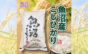 米 2024年産　十日町産こしひかり　精米10kg コシヒカリ コメ 十日町市