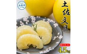 土佐文旦特大(3L-4L) サイズ4.5kg 大玉 ぶんたん ブンタン 果物 くだもの 柑橘 フルーツ お取り寄せ 農家直送 おいしい 美味しい 旬 ＜先行予約 2025年2月上旬より順次発送＞