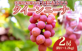 クイーンニーナ 2房 約1.0～1.2kg 葡萄 ブドウ ぶどう 赤ぶどう 大粒 種なし 甘い フルーツ 果物 産地直送 新鮮 ジューシー お取り寄せ ギフト 国産 埼玉県結城市