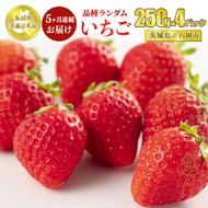 【定期便5ヶ月】いちご品種おまかせ 250g×4パック【茨城県共通返礼品 石岡市】※2024年12月上旬～2025年4月下旬頃に順次発送予定