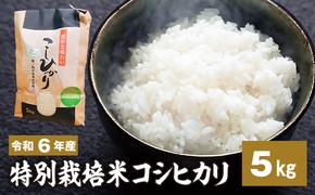 令和六年産特別栽培米 コシヒカリ 5kg お米 