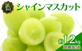 訳あり シャインマスカット 約1.2kg 粒 柳澤果樹園 ぶどう 長野 マスカット ブドウ フルーツ 果物 シャイン