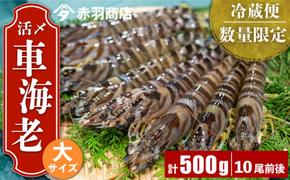 国産 天然 車海老 (大) 500g (10尾前後) 活き〆 南知多町産 冷蔵 海鮮 活〆 クルマエビ 刺身 車えび フライ 天ぷら 海老 揚げ物 刺し身 えび 海鮮 新鮮 魚介 海の幸 塩焼き 人気 おすすめ 愛知県 南知多町