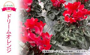 【先行予約】シクラメン ドリームオレンジ 鉢植え 6寸鉢 ｜ 自宅用 贈答用 ギフト 鹿沼市 栃木県 ※2025年11月下旬～12月下旬頃に順次発送予定