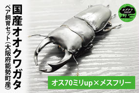 国産オオクワガタ♂♀ペア飼育セット【クワガタ クワガタムシ カブトムシ 昆虫 虫 国産 飼育 セット 夏休み 自由研究 鹿嶋市 茨城県】（KBY-2）