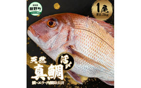 ～四国一小さなまち～ 活き〆天然真鯛 約1.5kg 1尾（鱗・エラ・内臓除去済）1.5キロ 真鯛 マダイ まだい 活き締め 刺身 さしみ お寿司 カルパッチョ 魚 海鮮 魚介 新鮮 国産 おかず 和食