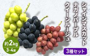 ぶどう シャインマスカット ナガノパープル クイーンルージュ 3種セット 3〜4房 約2kg 葡萄 ブドウ フルーツ 果物 シャイン マスカット デザート おやつ 信州 長野 坂城町産