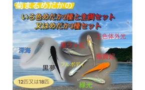 菊まるめだかの【いろ色めだか2種と生餌セット又はめだか3種セット】計12匹又は18匹 メダカ 幼魚～若魚 1.5～2.0cm ミジンコ ゾウリムシ