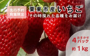 【先行予約受付中】いちご おまかせ4パック 《みおしずく・紅ほっぺ・よつぼし・章姫》からその時採れた品種をお届け 苺 約1kg 果物 とれたて まりゆ農園